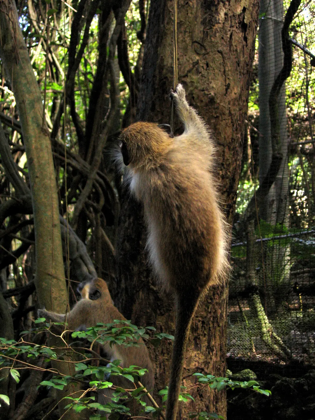 Grön markatta i Barbados Wildlife Reserve